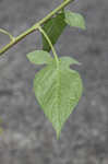 Climbing nightshade